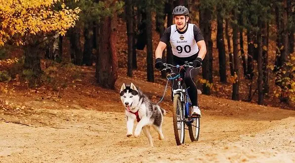Hvordan man transporterer en hund på en cykel: de bedste måder